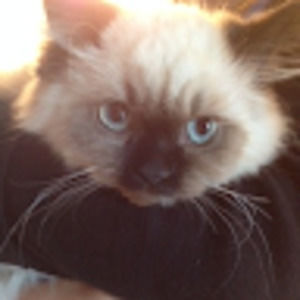 Meet your Posher, Victoria